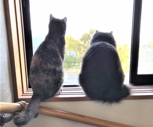 並んで外を眺める猫