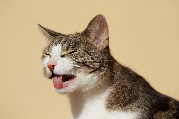 舌を出している猫の写真