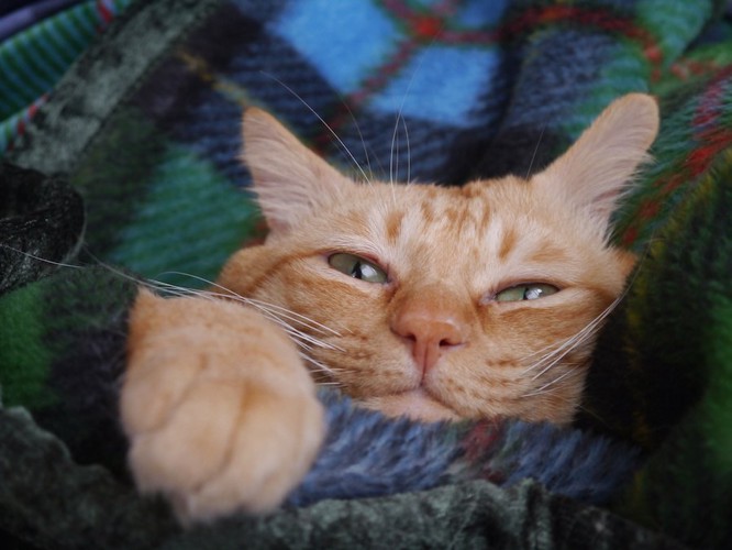 毛布に包まれている猫