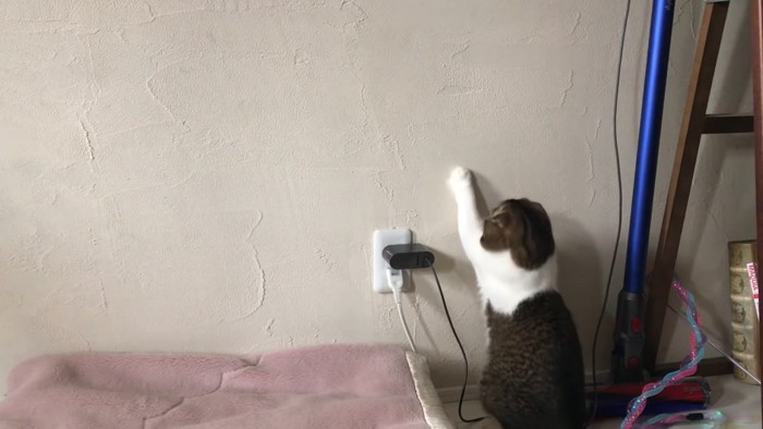 片手を壁につく猫
