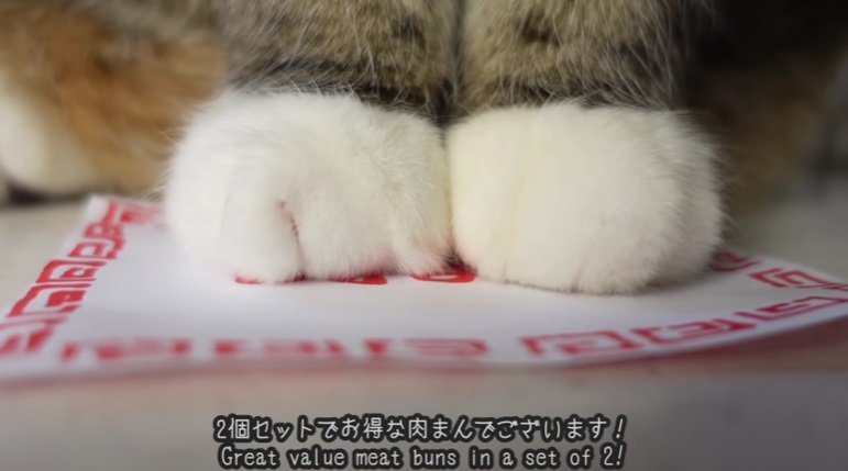 肉まんの紙に前足を乗せる猫