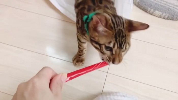 ストローを噛む猫
