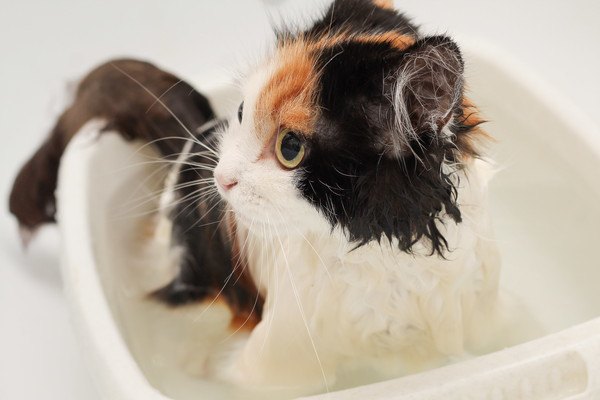 お風呂場の三毛猫