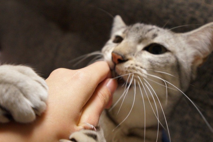 手を抱えて舐める猫