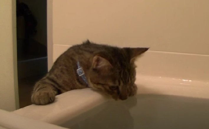 お湯に顔を近づけるキジトラ猫