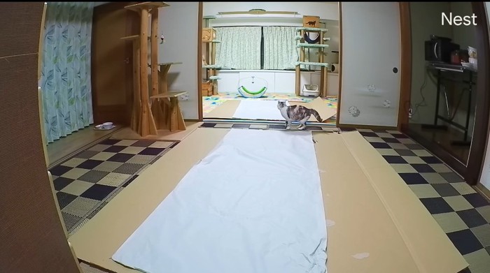 包み紙の上の猫