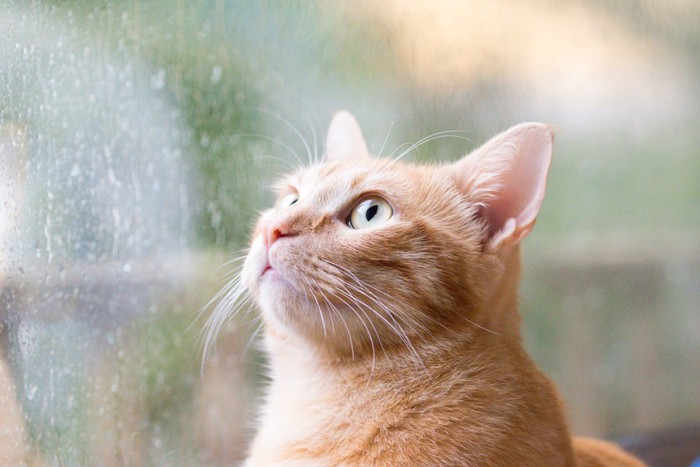 雨の窓際にいる猫