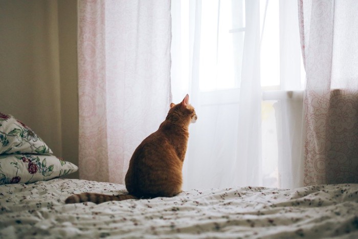 ベッドの上で外を眺める猫
