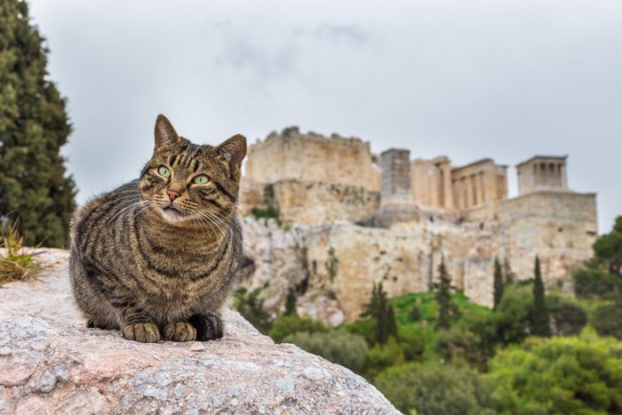 アテネの遺跡と猫