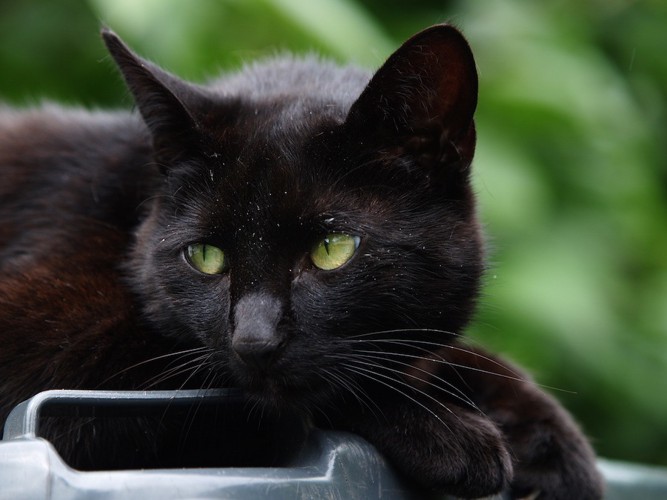 元気のない黒猫