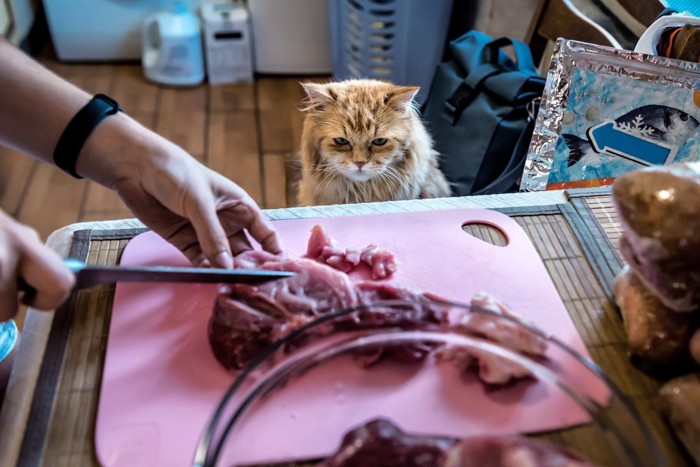 調理の様子を見つめる猫