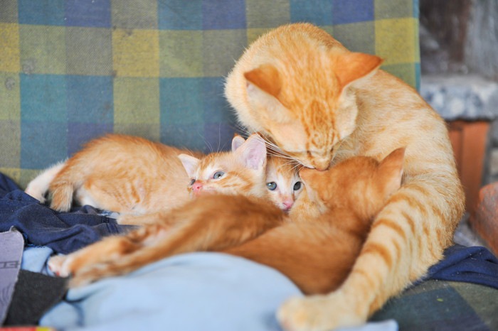 茶色の母猫と子猫