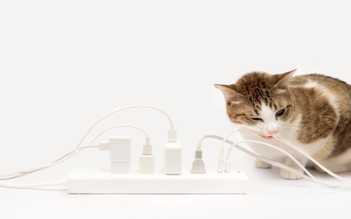 電気コードを噛む猫