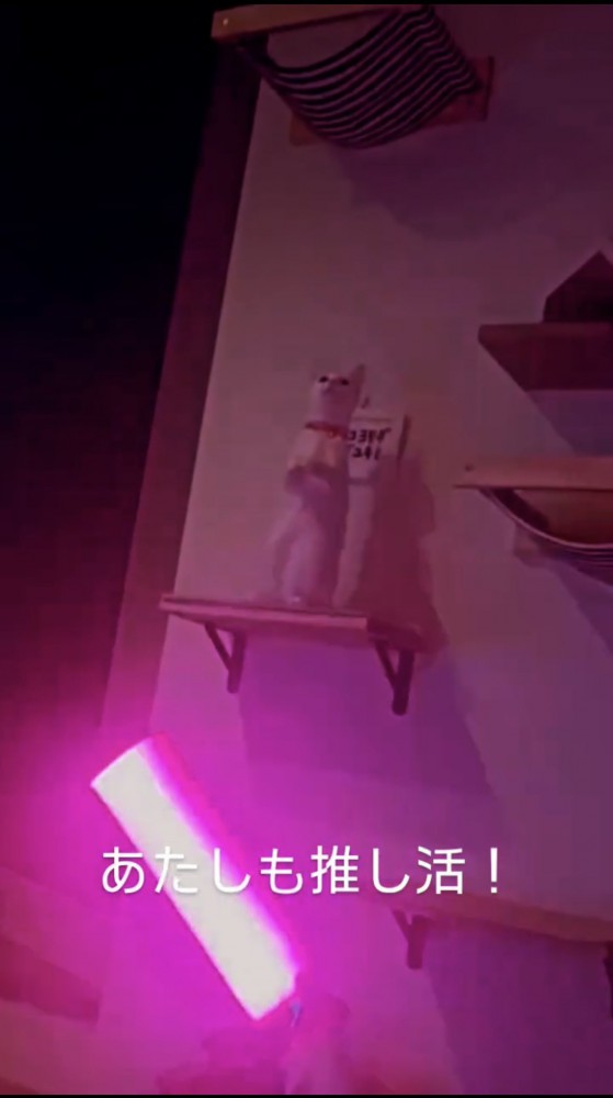 棚に立つ猫