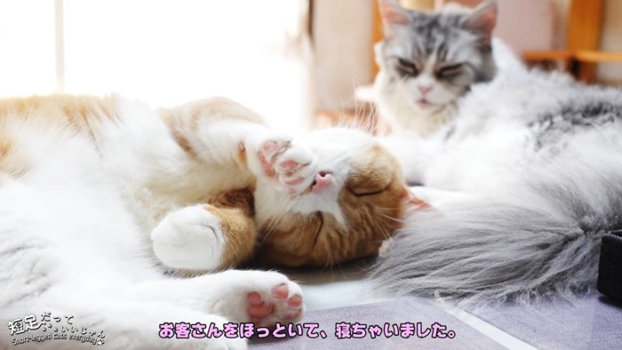 寝る茶白猫と後ろにいる長毛猫