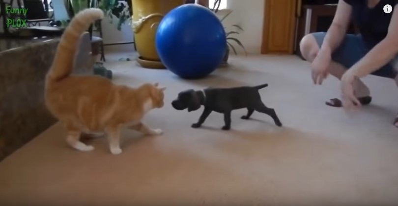 初対面の猫と犬