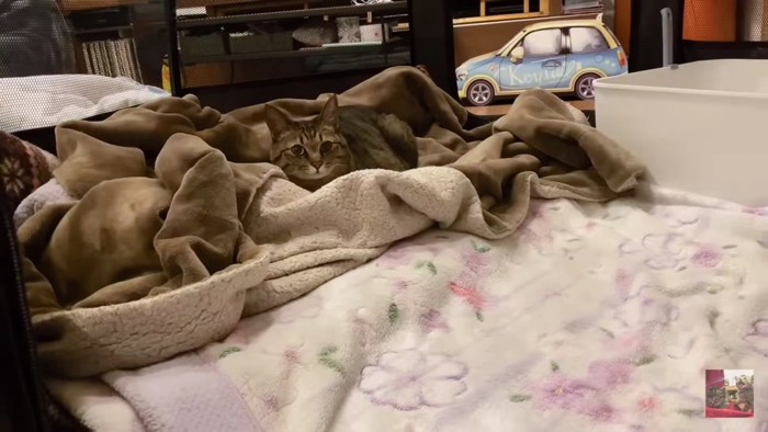毛布の上のキジトラ