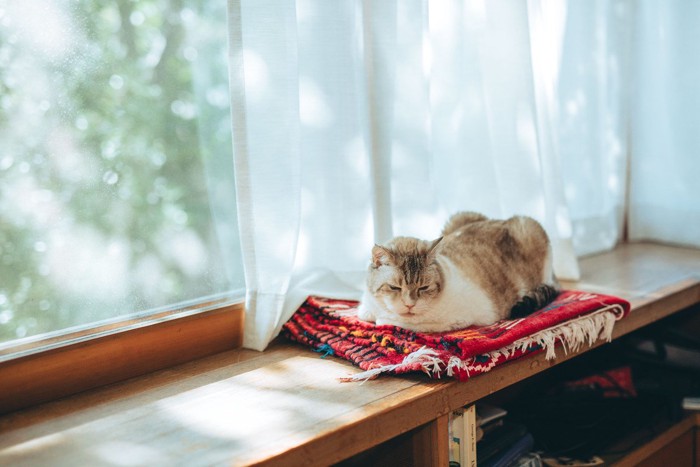 窓辺で休む猫