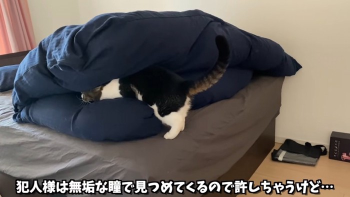 ベッドで遊ぶ猫