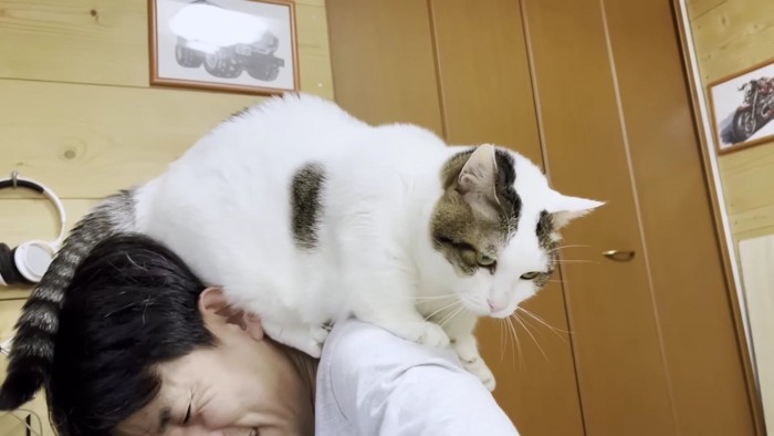 おとうさんの肩に乗る猫