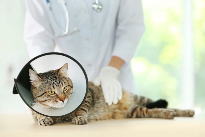 獣医師に診断を受けるエリザベスカラーをした猫