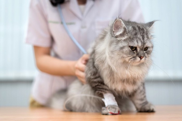 病院で診察される猫