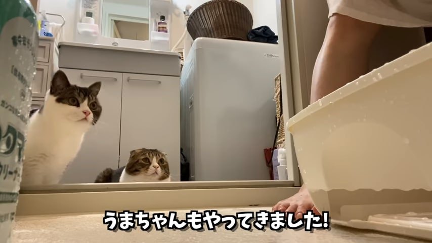 お風呂で猫トイレを洗う様子を見る2匹の猫