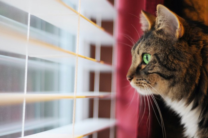ブラインドの外を見る猫の横顔