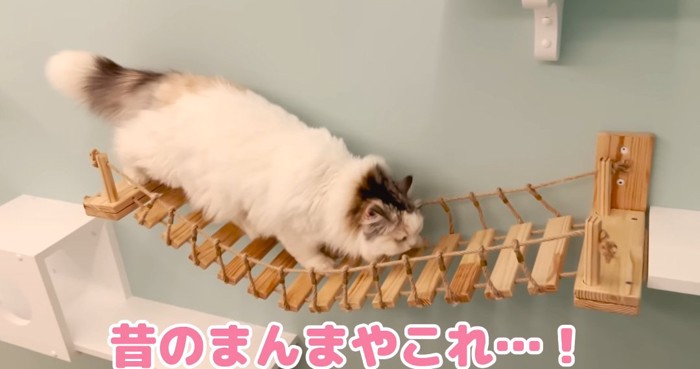 吊り橋を渡る猫