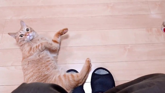 床に寝そべる猫