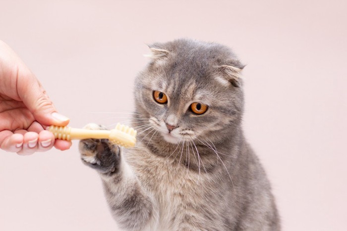 歯ブラシに触れる猫