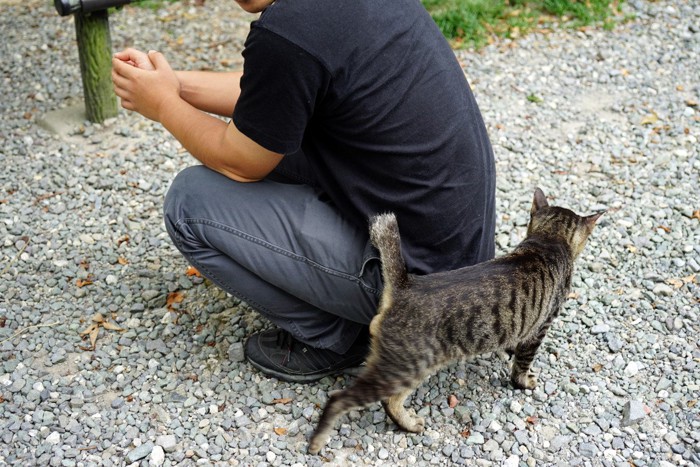 しっぽを擦り付ける野良猫