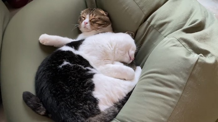 重なって寝る2匹の猫の全体