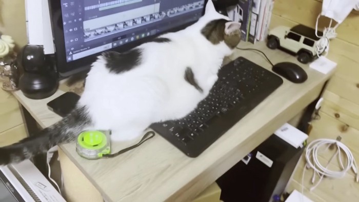 モニターとキーボードの間の猫
