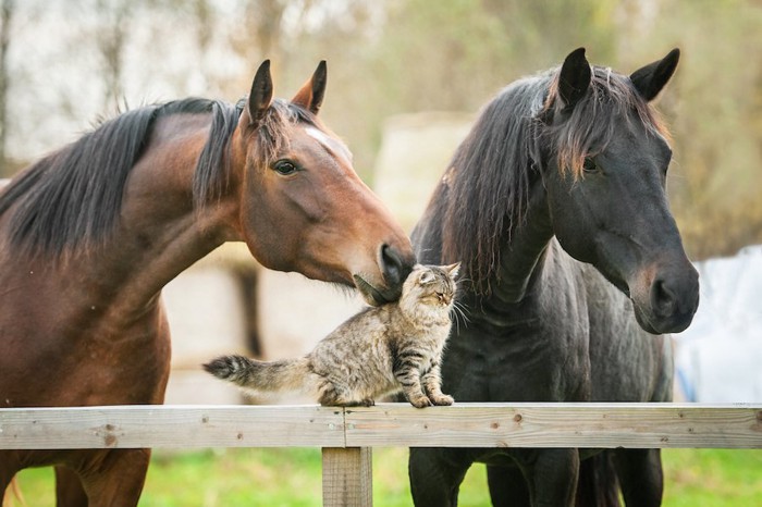 柵に乗った猫のにおいを嗅ぐ馬