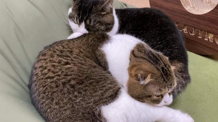 寝る2匹の猫