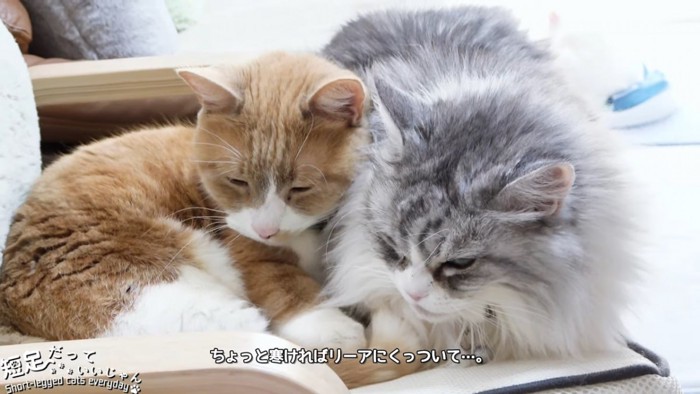 茶色の猫と長毛の猫