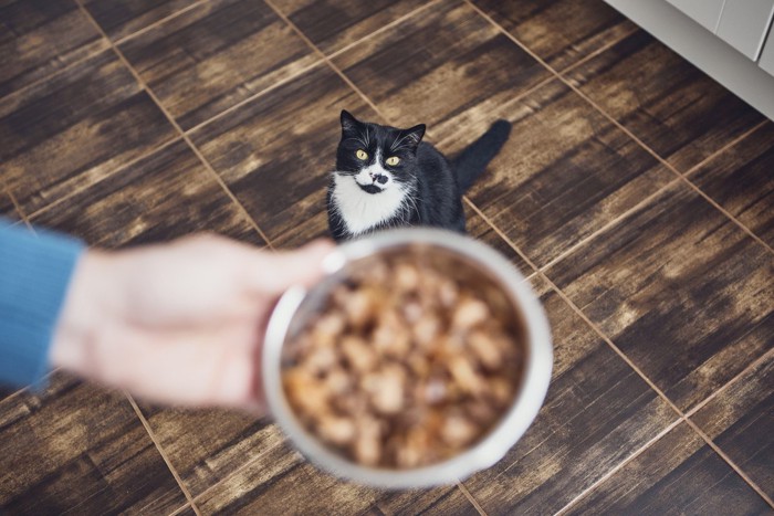 人が持った食器を見つめる猫