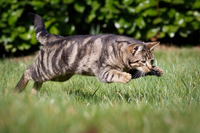 草原でジャンプしている猫