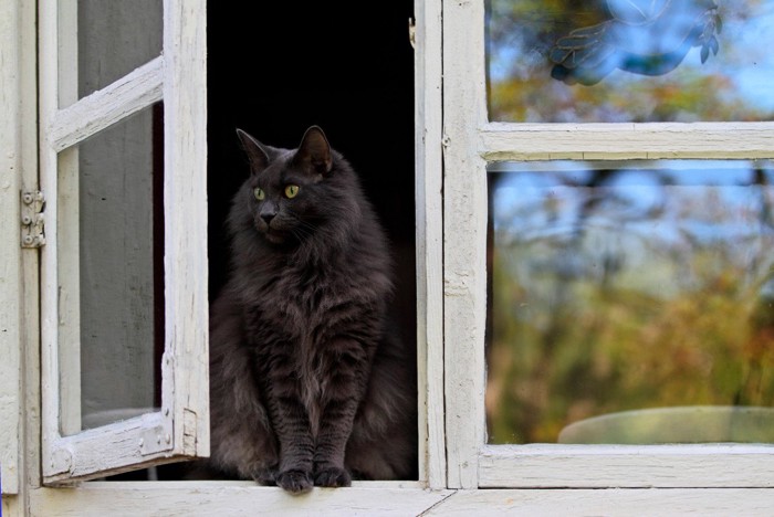 開いた窓から外を眺める黒猫