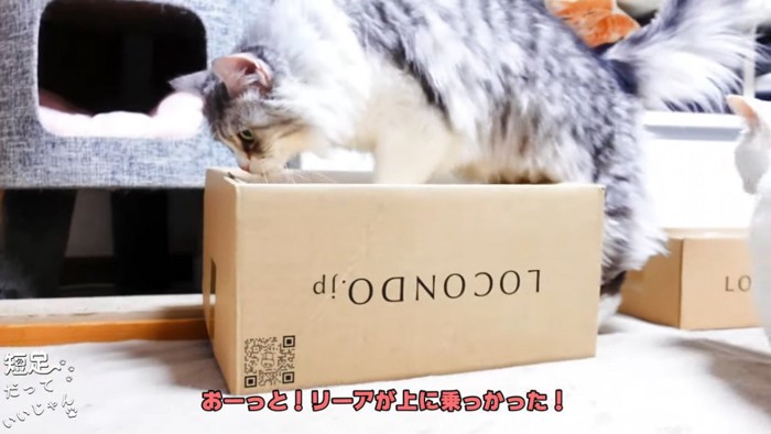 箱に乗る猫
