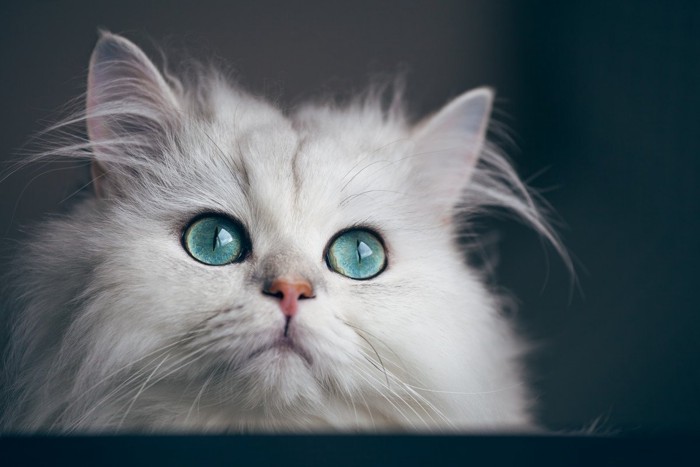 きれいなブルーの目の猫