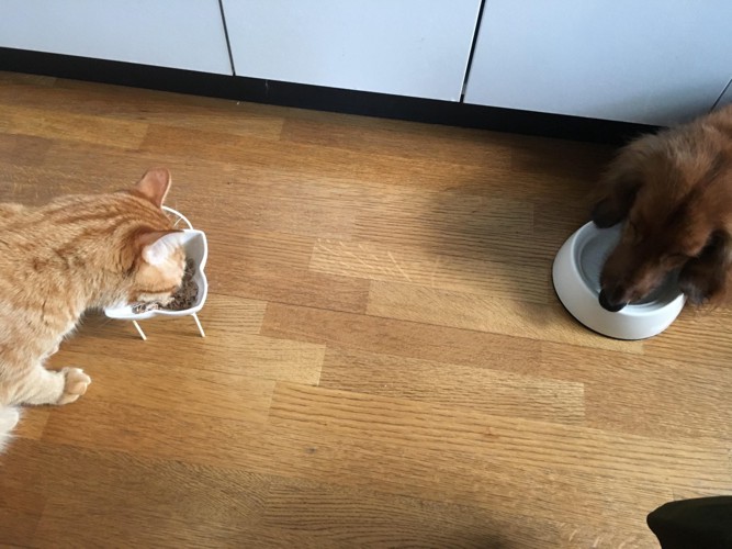 ご飯を食べる犬と猫