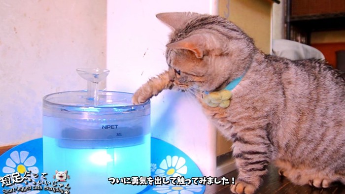 給水器に前足を入れる猫