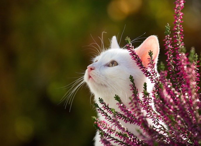 上を見上げる白猫と花