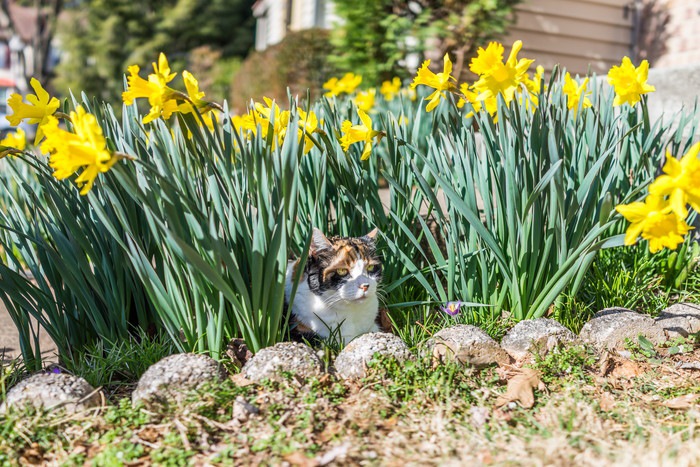 花畑に潜む猫