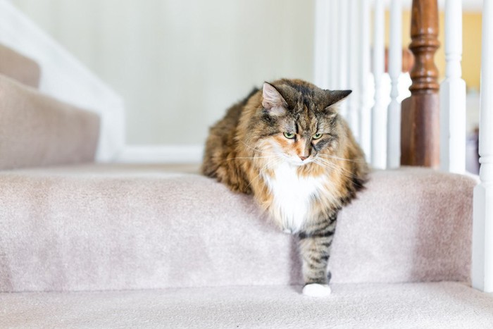 階段を踏む猫