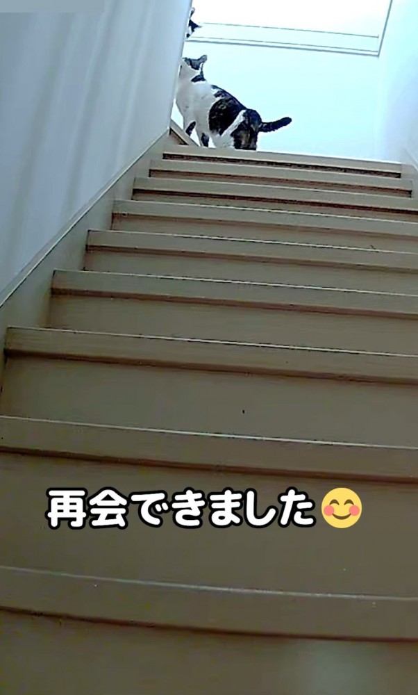 階段の途中で顔を合わせる2匹の猫
