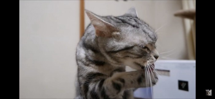 顔洗いする猫