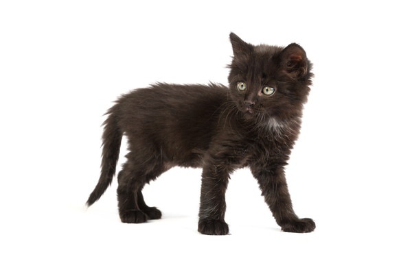うっすら縞のある黒猫の子猫
